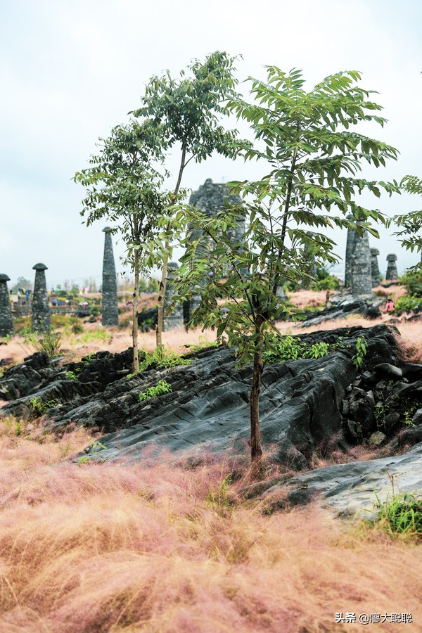 重庆这片花海你还没有来打开，那你就输了