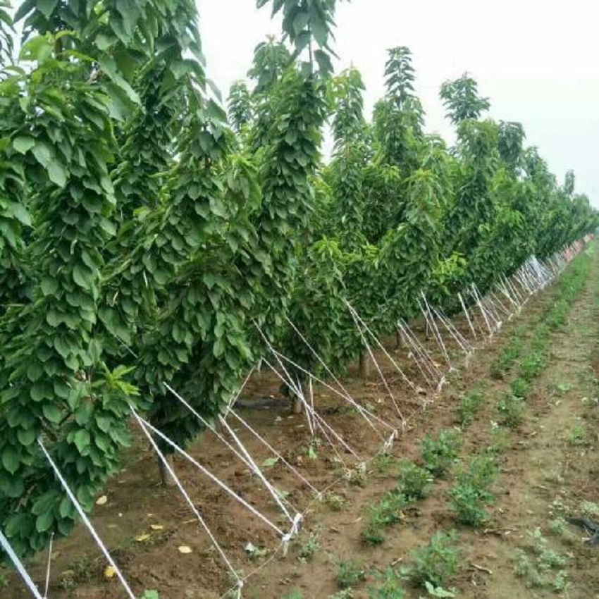 春季大樱桃上的介壳虫啥时间打药,大樱桃介壳虫啥时防治效果好