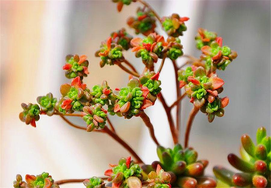 会爆盆的小多肉,多肉小人祭开花