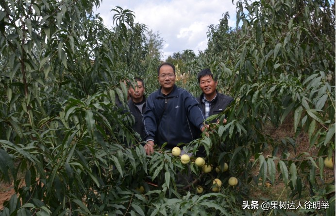 主干形桃树夏季桃树怎么修剪,桃树y形修剪管理技术