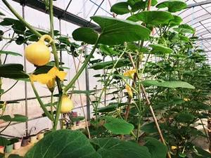 长沙周边旅游自由行攻略一日游,长沙周边景点一日游旅游团