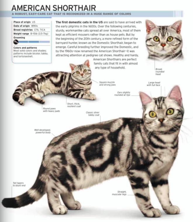 美短虎斑猫咪的品种,美国短毛猫虎斑价格