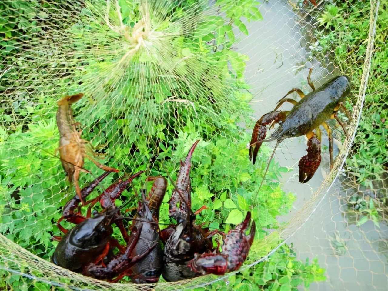 秋天爱吃龙虾?还不带上装备出动,钓龙虾的全套攻略送给大家