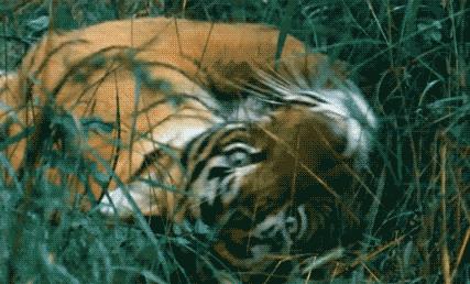 老虎面膜叫什么,老虎面膜是含有激素的面膜吗