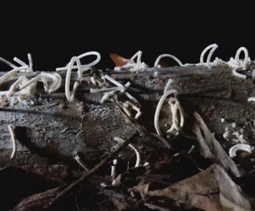 华东地区常见蛀干害虫识别与防治,法桐双齿长蠹钻蛀害虫的防治方法