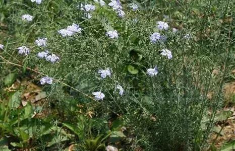 纺织常用原料,纺织常用的原料