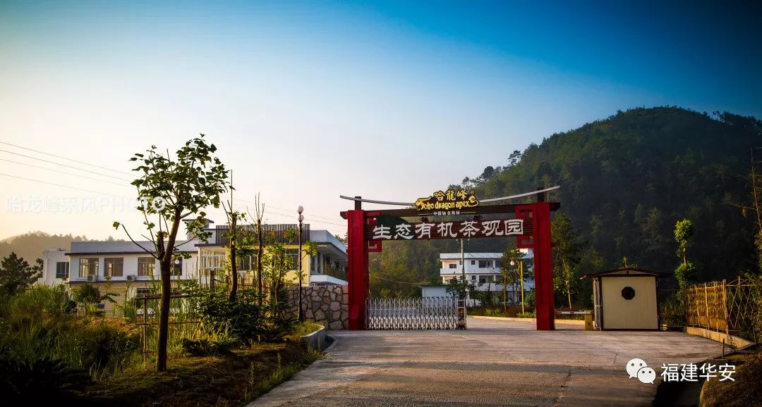 华安：一盏茶的时光