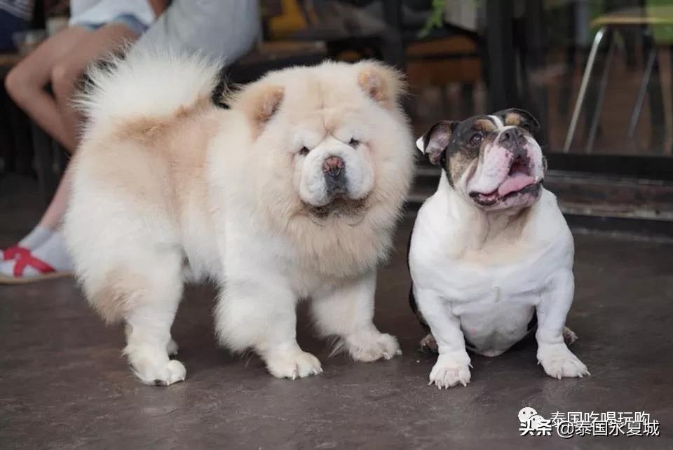 曼谷BigDogCafe|想把每一只狗狗偷偷打包带回家！