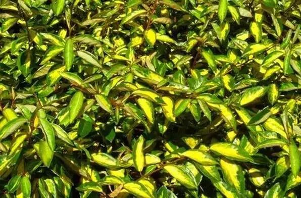 收藏植物的方法,收藏价值绿植