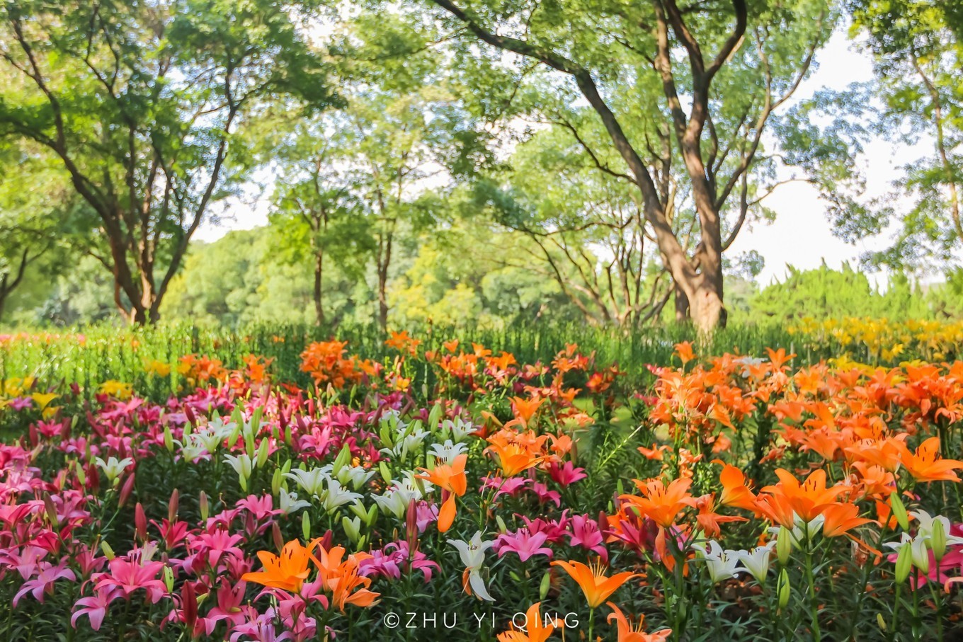 无锡梅园不只能赏梅,初秋近万亩百合花海盛放,小姐姐直呼太美了