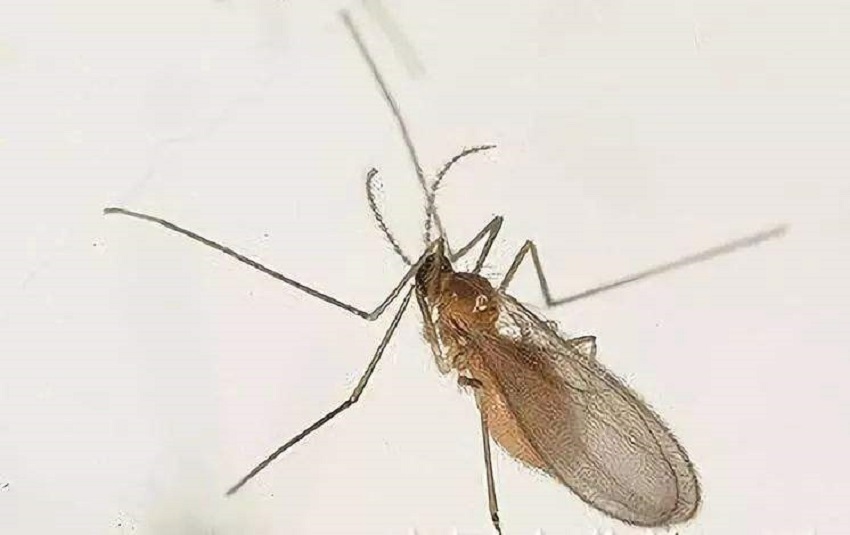 春暖花开防蚊虫,春暖花开怎么预防病虫害