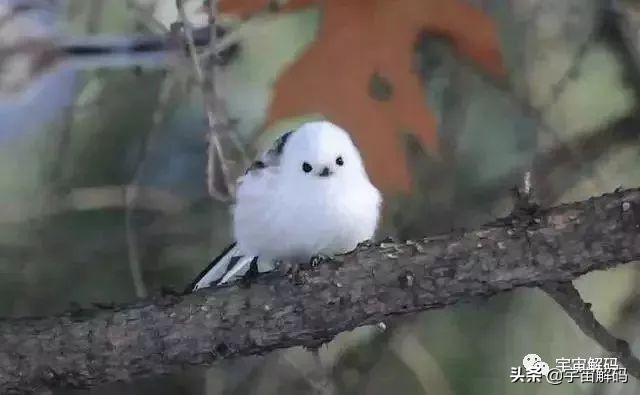 这些动物小时候太可爱简直萌化了,世界十大最受欢迎的动物