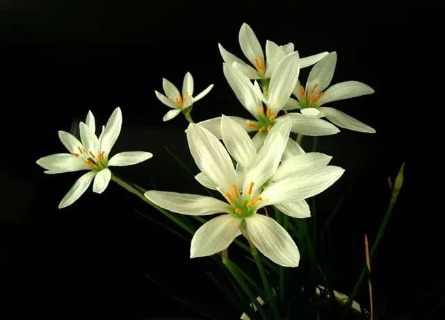 一花一世界的兰花,一花一世界的蝴蝶兰