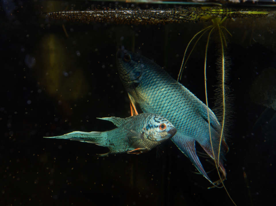 中国斗鱼繁殖直播教程视频,繁殖中国斗鱼要多大的鱼缸