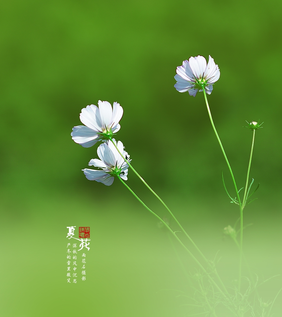 10个常见的使役动词的用法视频,常见的使役动词的知识点归纳