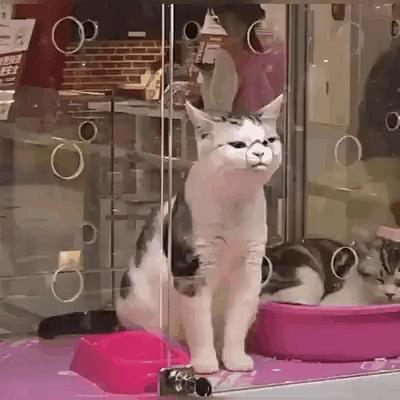 猫咪在床单上拉臭臭,猫咪上了厕所弄得家里很臭