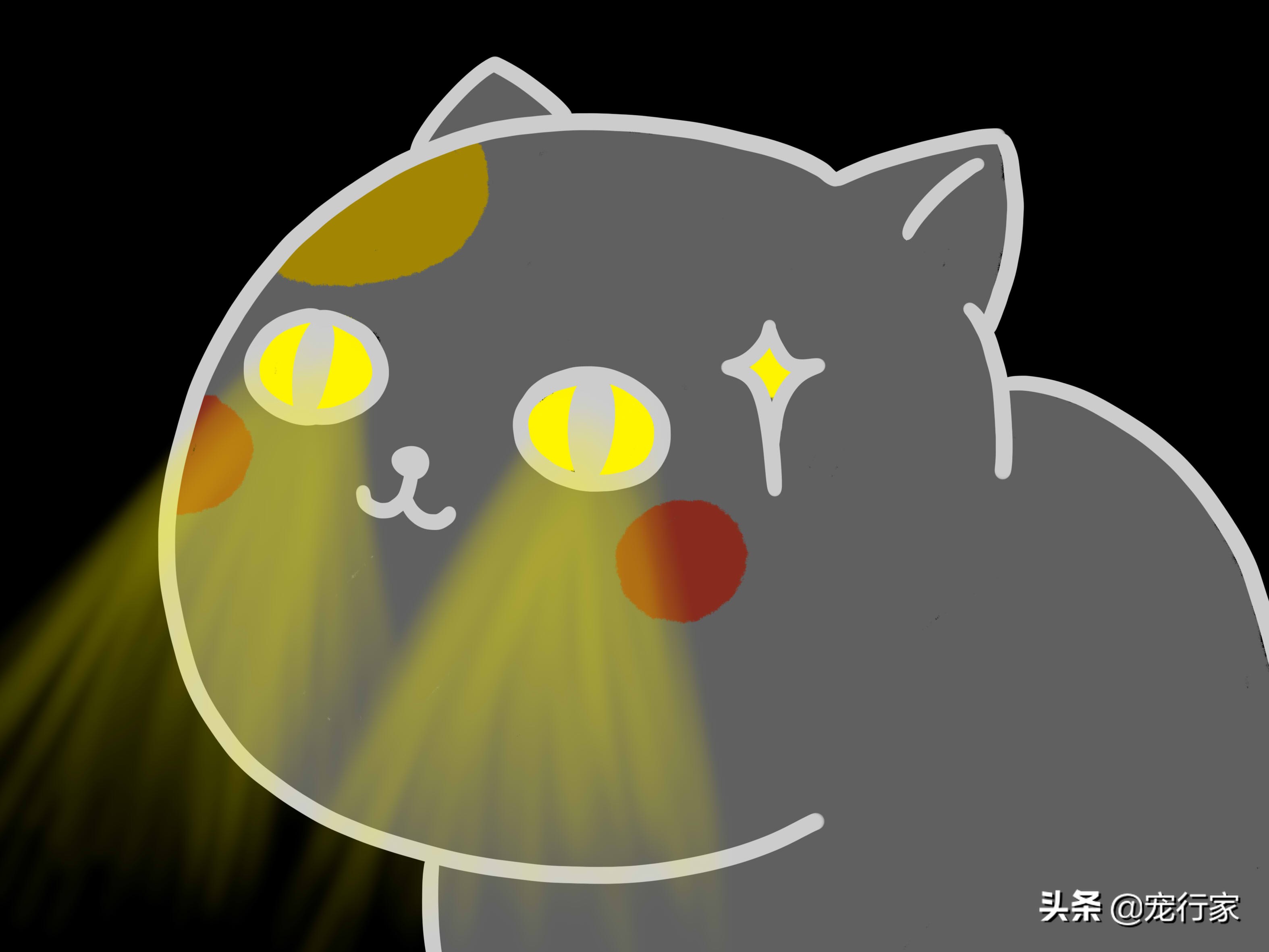 猫的眼睛里水汪汪,猫的眼睛到底长什么样