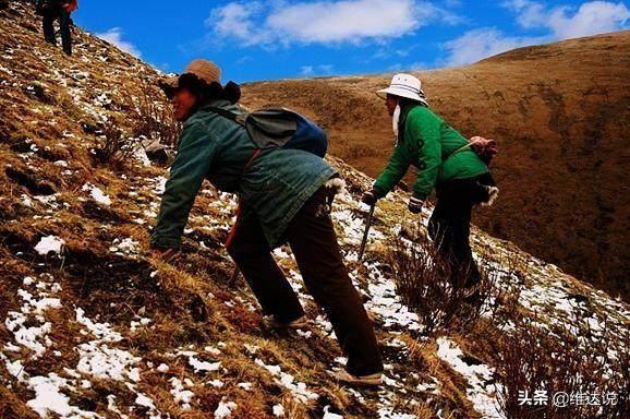 冬虫夏草是不是中医瑰宝,冬虫夏草的中医记载