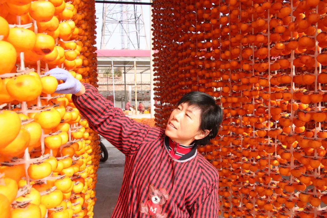 柿子红了美了家乡,柿子红了乡村