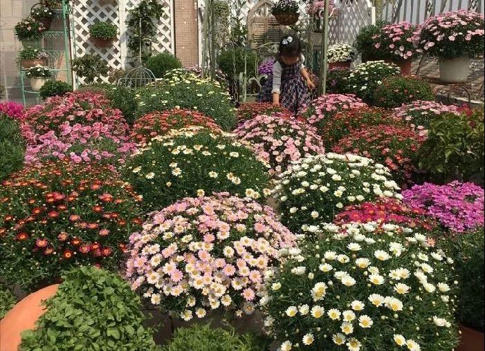 如何在冬天养好玛格丽特花,玛格丽特超大盆栽