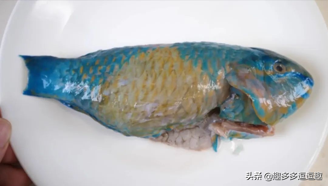 日本发现怪鱼,日本渔民岸边发现什么怪鱼了