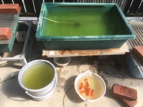 兰寿金鱼怎么养才能活得长久,兰寿金鱼当年好养还是两年好养