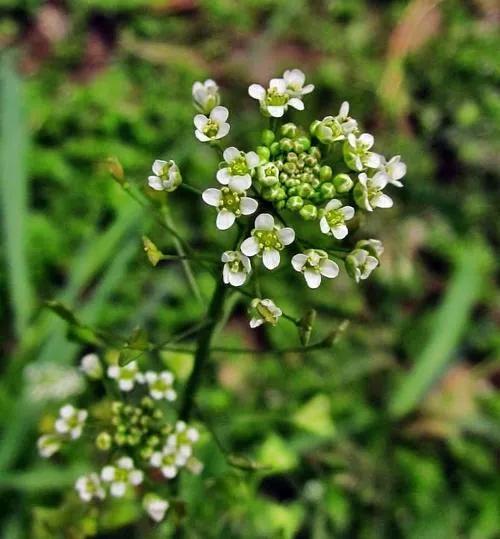 如何识别真假荠菜,假荠菜图片识别方法