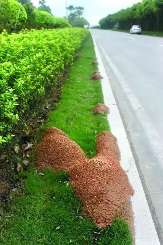漳州人当心！这种虫子又出来惹事！有人被咬后痛苦万分，甚至昏迷