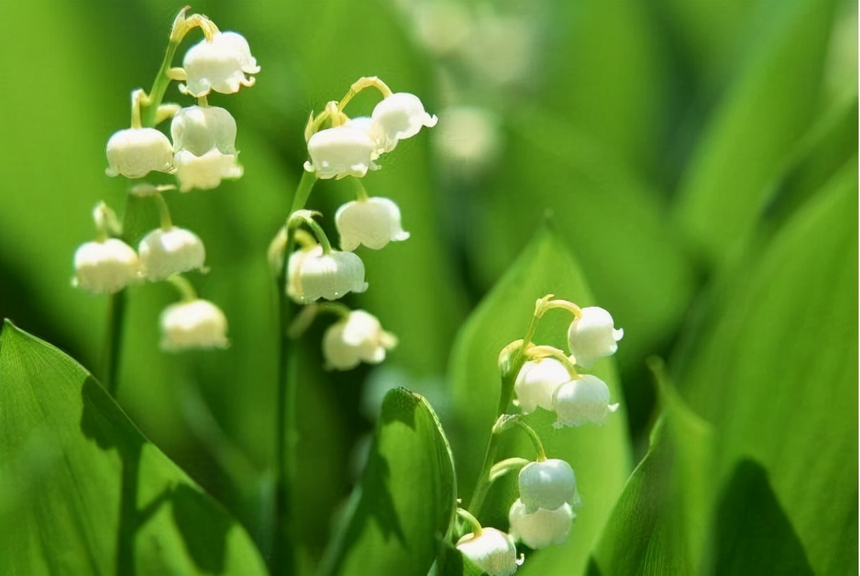 铃兰花怎么养才能更茂盛,铃兰花怎么养才好看