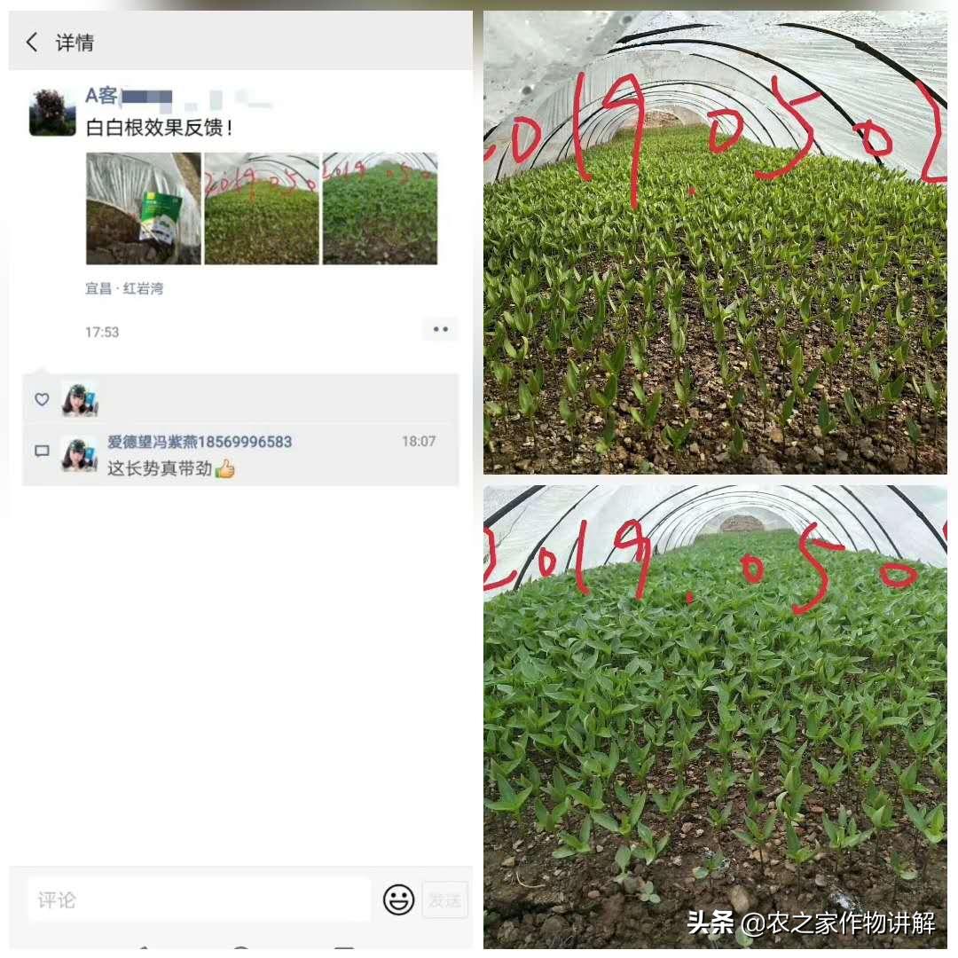 防治果树根腐病的特效药,果树根腐克星怎么使用