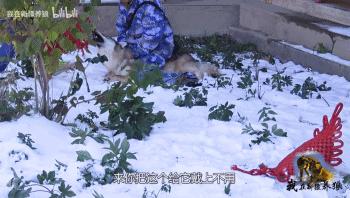 哈士奇养成狼,狼被养成了哈士奇