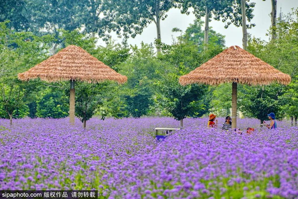 薰衣草花海真是太美了,北京薰衣草花海打卡网红地