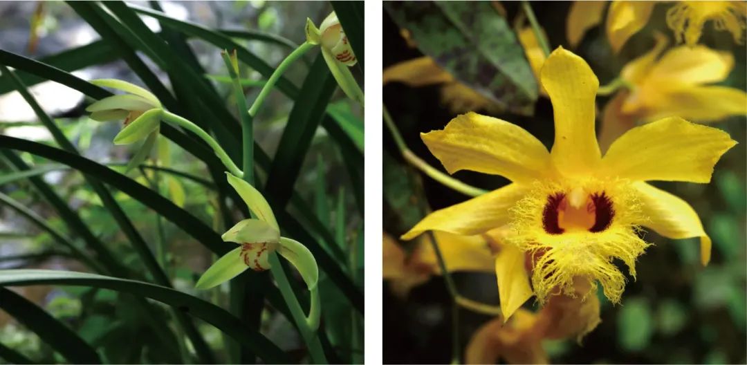 天价交易下历尽劫难的野生兰花,终于有了“护身符”