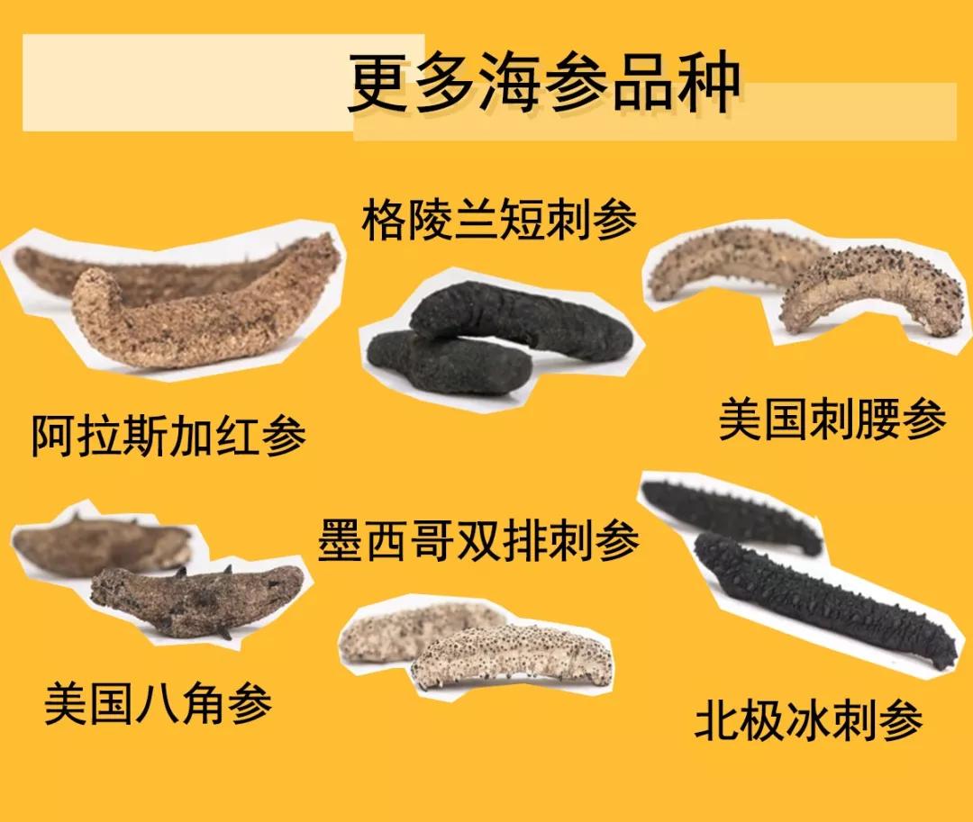 海参辽参刺参哪种参最好,海参刺参跟红参的区别