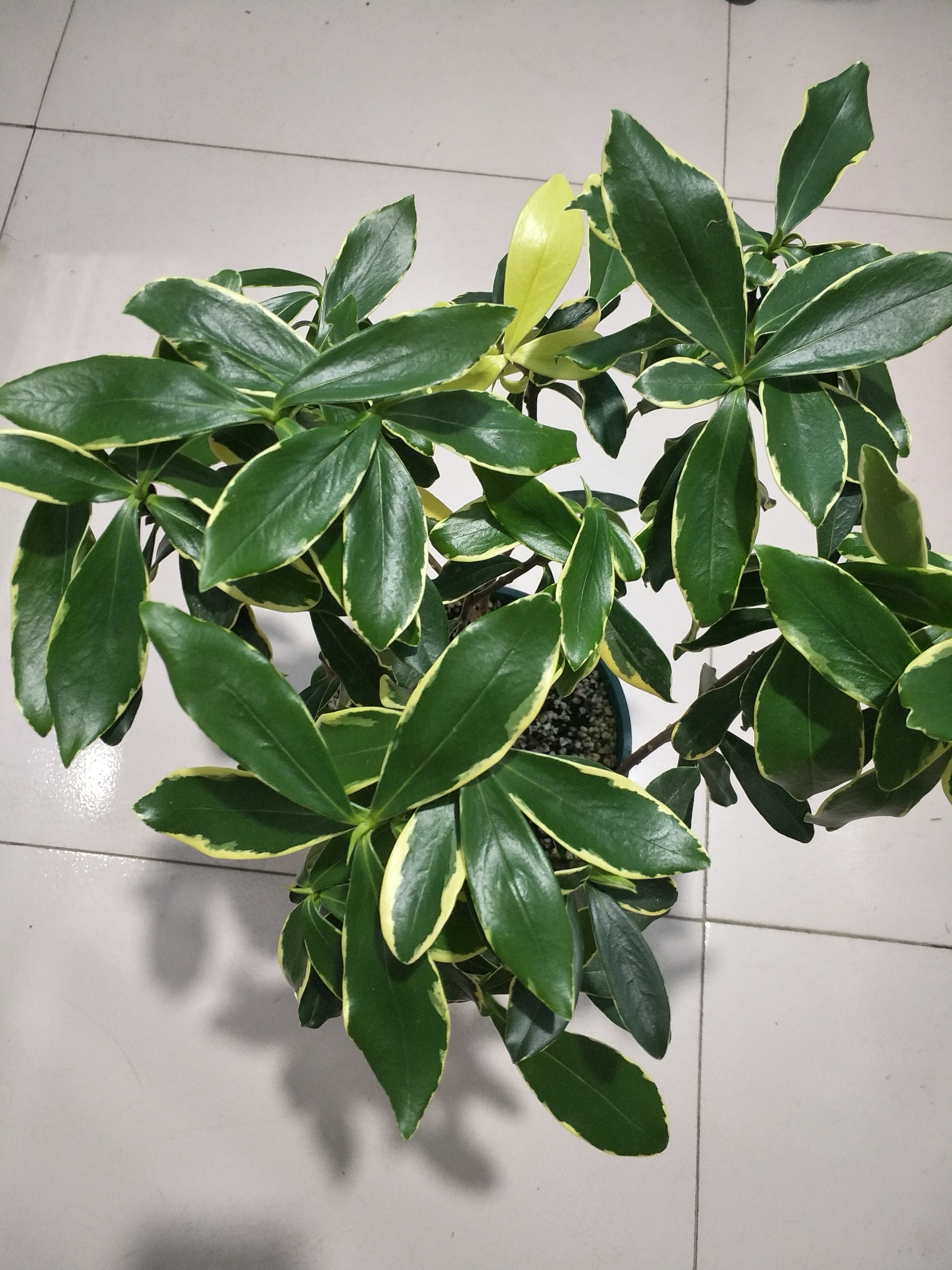 夏天暴晒金边瑞香叶子软下垂,金边瑞香夏季黄叶怎么回事