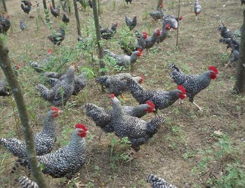 芦花鸡养殖前景如何,养殖芦花鸡