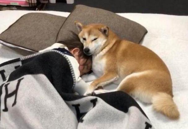 猫导致婴儿窒息,宠物猫致病