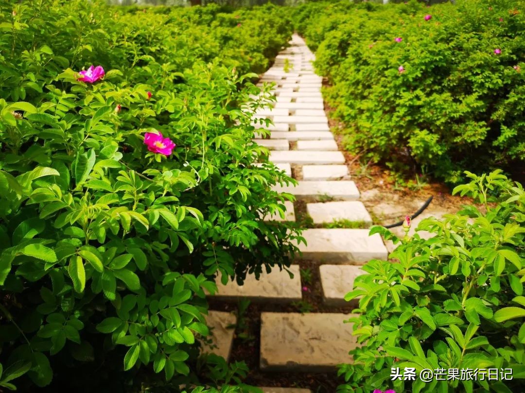 暑假想去不热的旅游胜地,暑假的时候宁夏适合去哪里玩