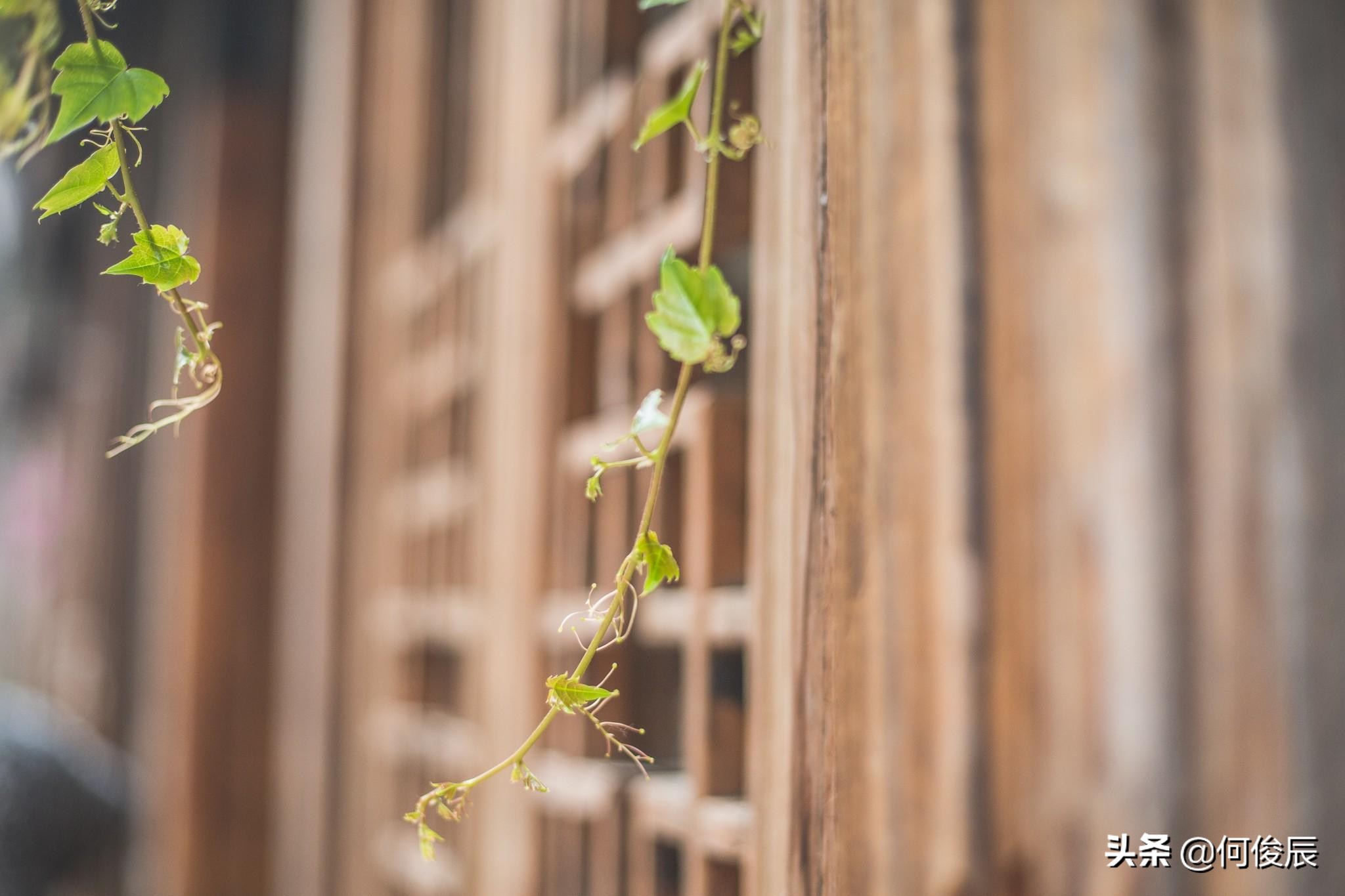 乌镇远不如南浔古镇原汁原味,乌镇保持原汁原味对游客的影响