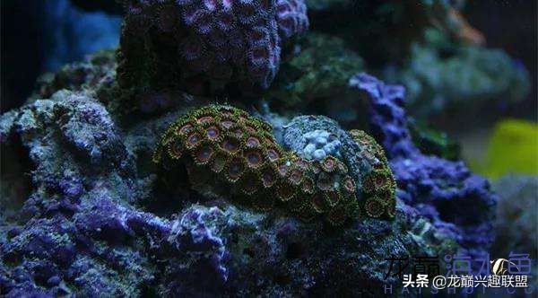 看完别笑，都陪我哭！新人下海开缸的血泪史