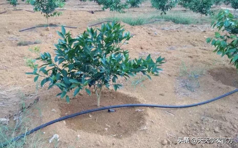 果园滴灌什么方案最好,果园改土最佳方案
