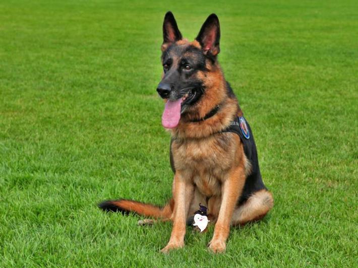 最好养而忠心的狗,公认十大适合上班族养的小型狗