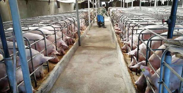 母猪打栏是怎么回事,母猪不吃料撞栏怎么回事