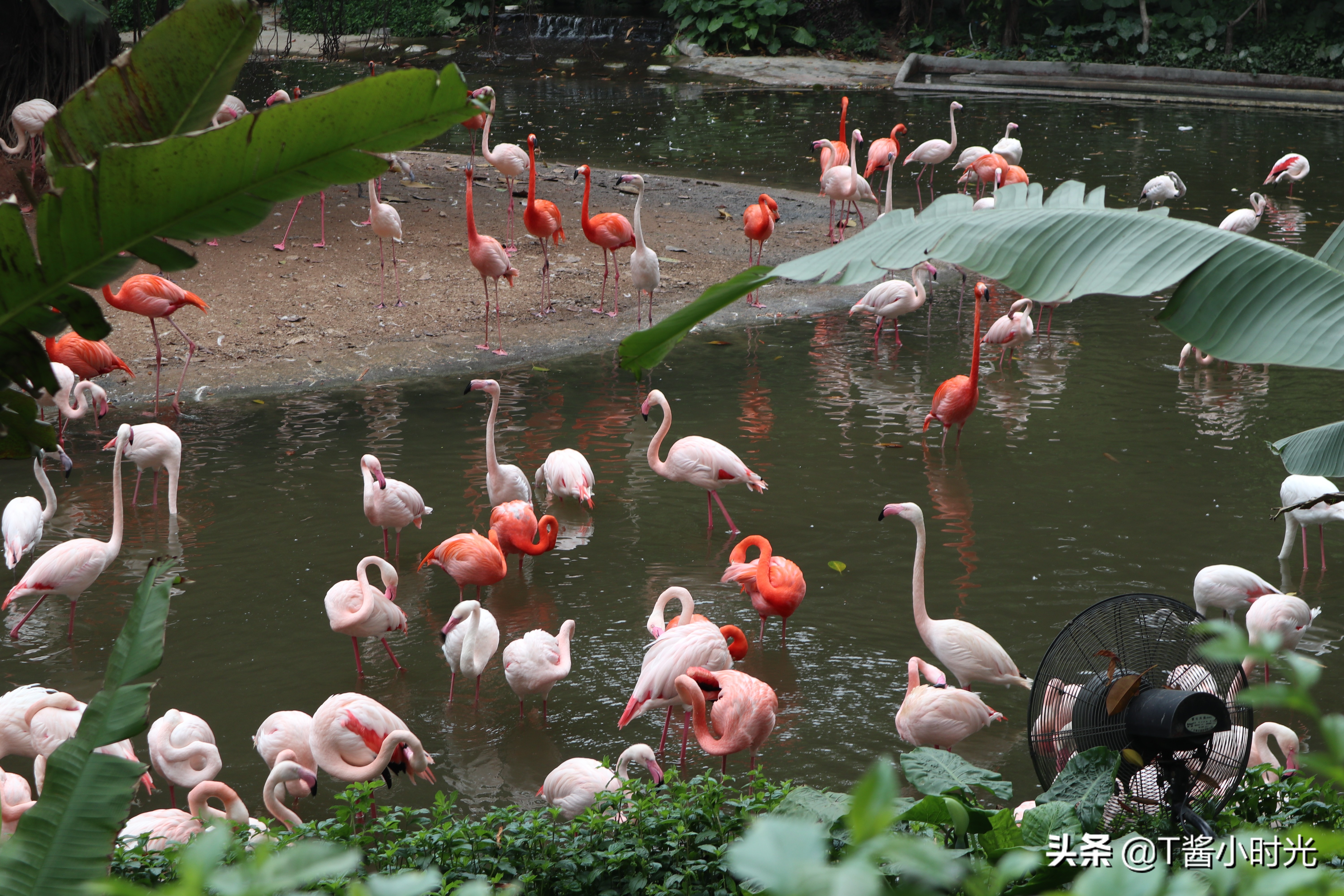 长隆野生动物园自驾怎么收费,广州长隆野生动物园在哪个区