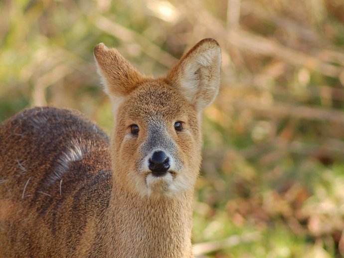 獐头鼠目指什么动物,獐头鼠目面相的女人