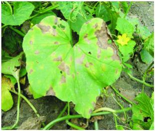 甜瓜霜霉病危害叶片减产严重，采取5项技术措施综合防治效果好