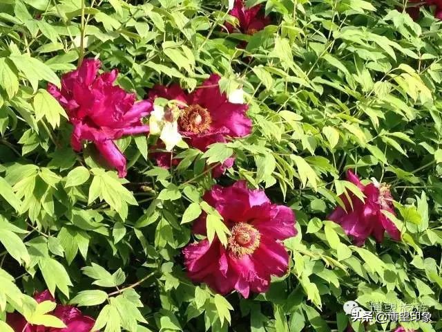 宁静淳朴的古村,宁静的夜晚古村