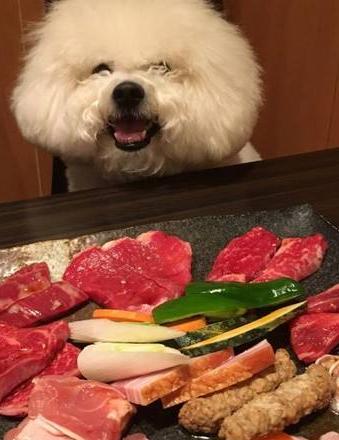 面对不听话的比熊犬该怎么办呢,比熊犬不爱吃食是怎么回事