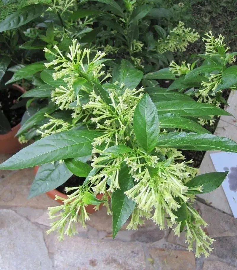 屋里烟味大养什么植物,家里最忌讳养的植物