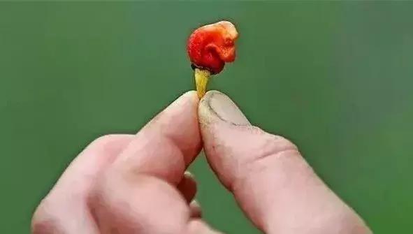 全世界辣椒排行榜前十,世界上十大辣椒排行榜